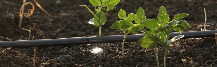 The Future of Farming: Smart Irrigation Solutions