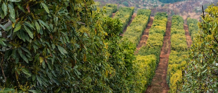  RECORD YIELDS AND SUPER-FAST ROI ON AVOCADO FARMING