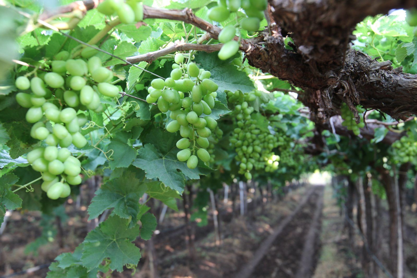 Precision irrigation for open field farms