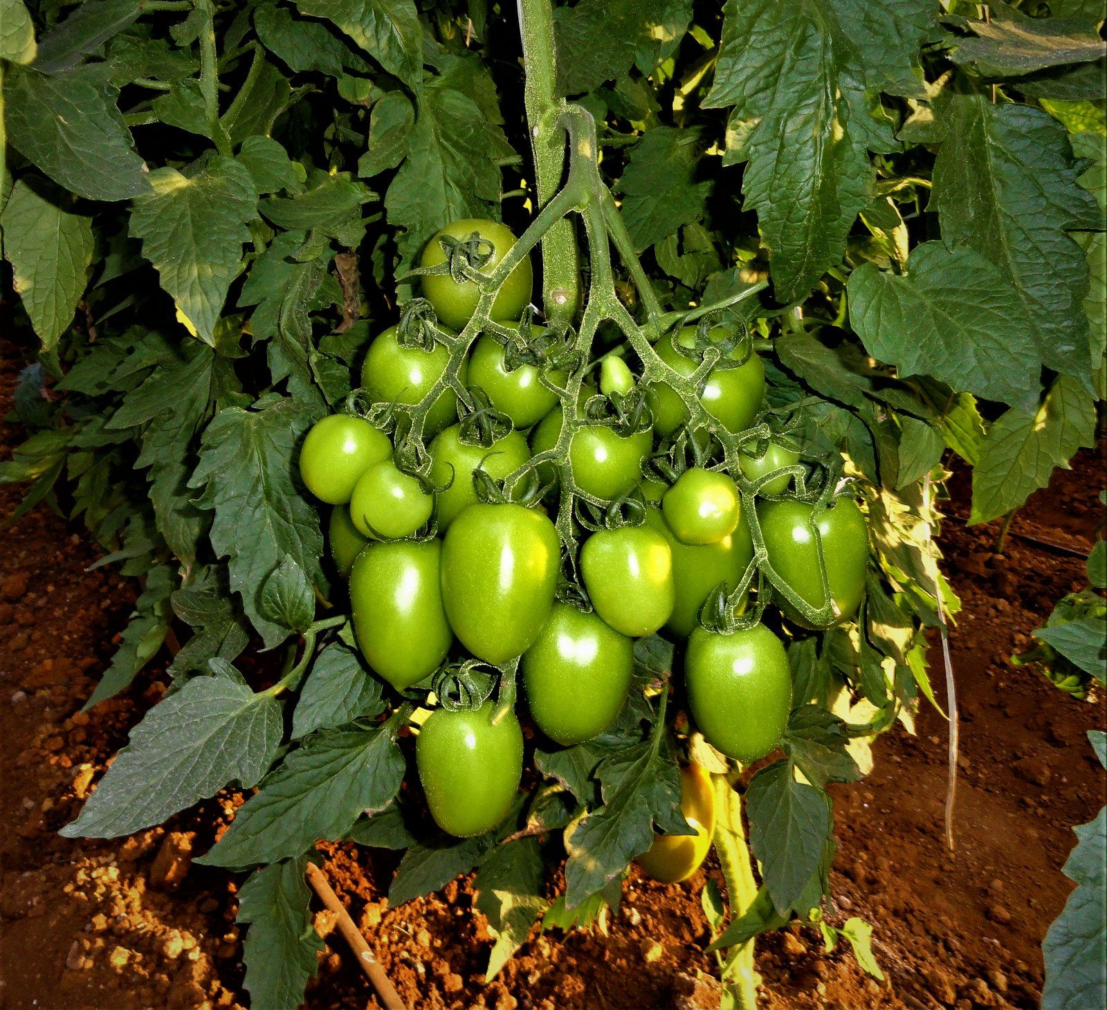 Precision irrigation for open field farms