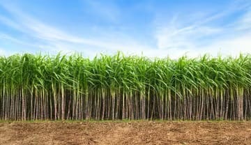 Drip Farming for Sugarcane, Cotton, and Vegetables