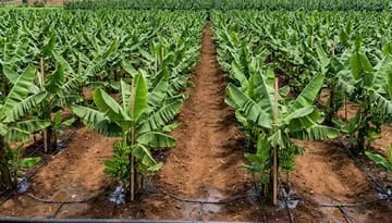 How to Increase Banana Bunch Weight Using Precision Irrigation