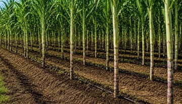 Water Requirement of Sugarcane Under Drip vs Flood Irrigation