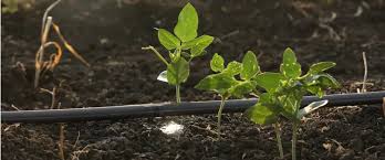 Optimising Crop Growth: The Positive Impact of Sprinkler Irrigation in Successful Farming