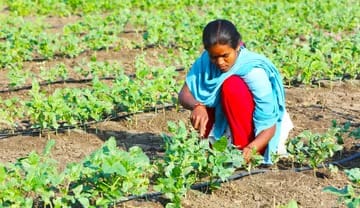 Netafim Drip Irrigation: Smart Farming Solutions for Indian Crops