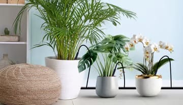 An Affordable Solution for Home Gardeners with Netafim's Garden Irrigation Kit
