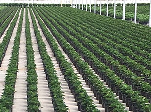 Netafim Drip Irrigation: Smart Farming Solutions for Indian Crops