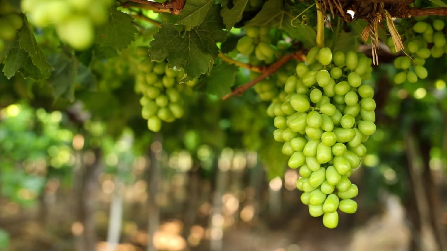 Grapes