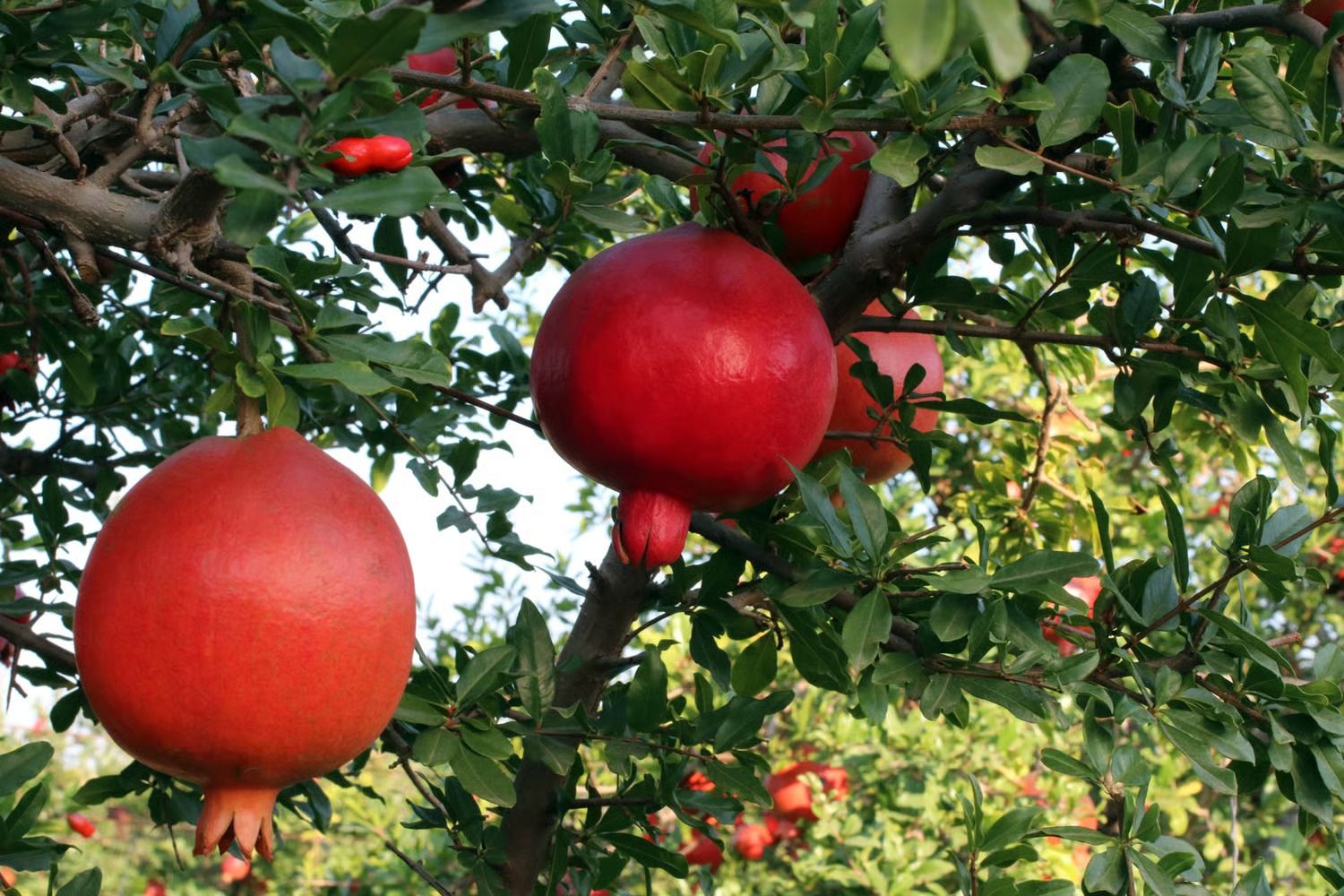 Pomegranate