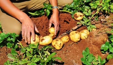 Scaling Up Potato Cultivation with Netafim Drip Irrigation: A Complete Guide