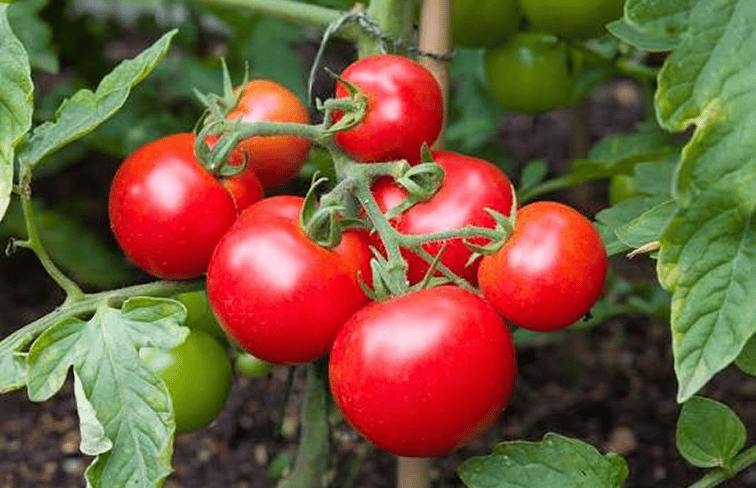 Tomato