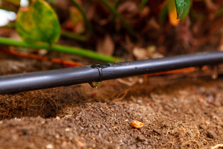 Complete Guide on Drip Irrigation System