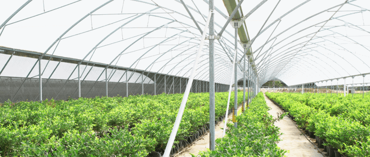 Greenhouse Irrigation