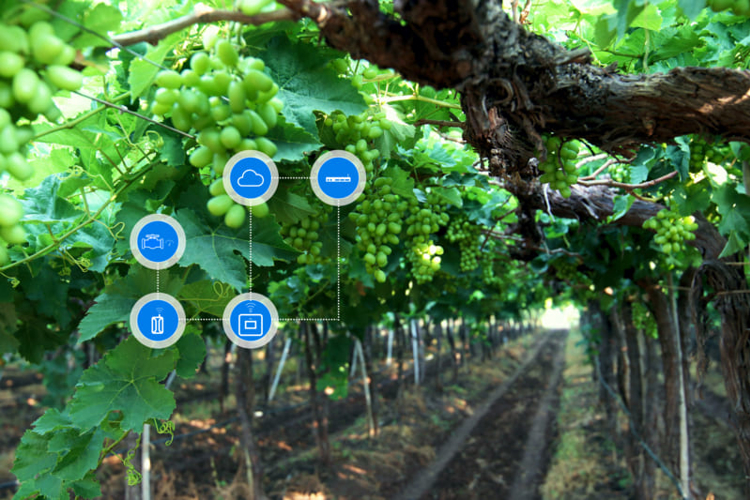 Digital Farming for Orchards: Enrich your orchards with our digital solutions